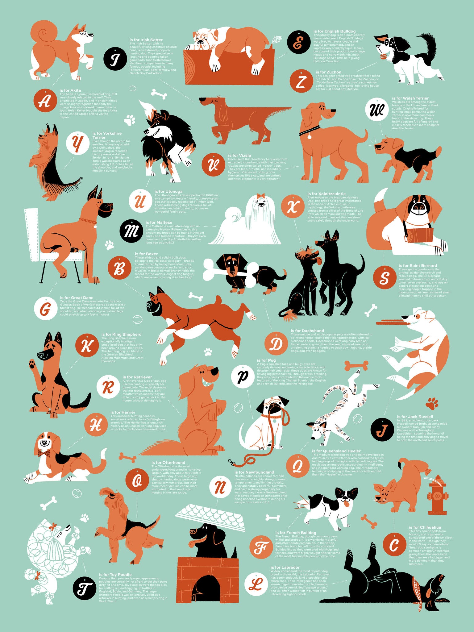Breeds of shop hunting dogs alphabet